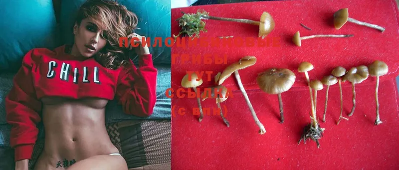 закладки  Белоусово  Псилоцибиновые грибы Magic Shrooms 